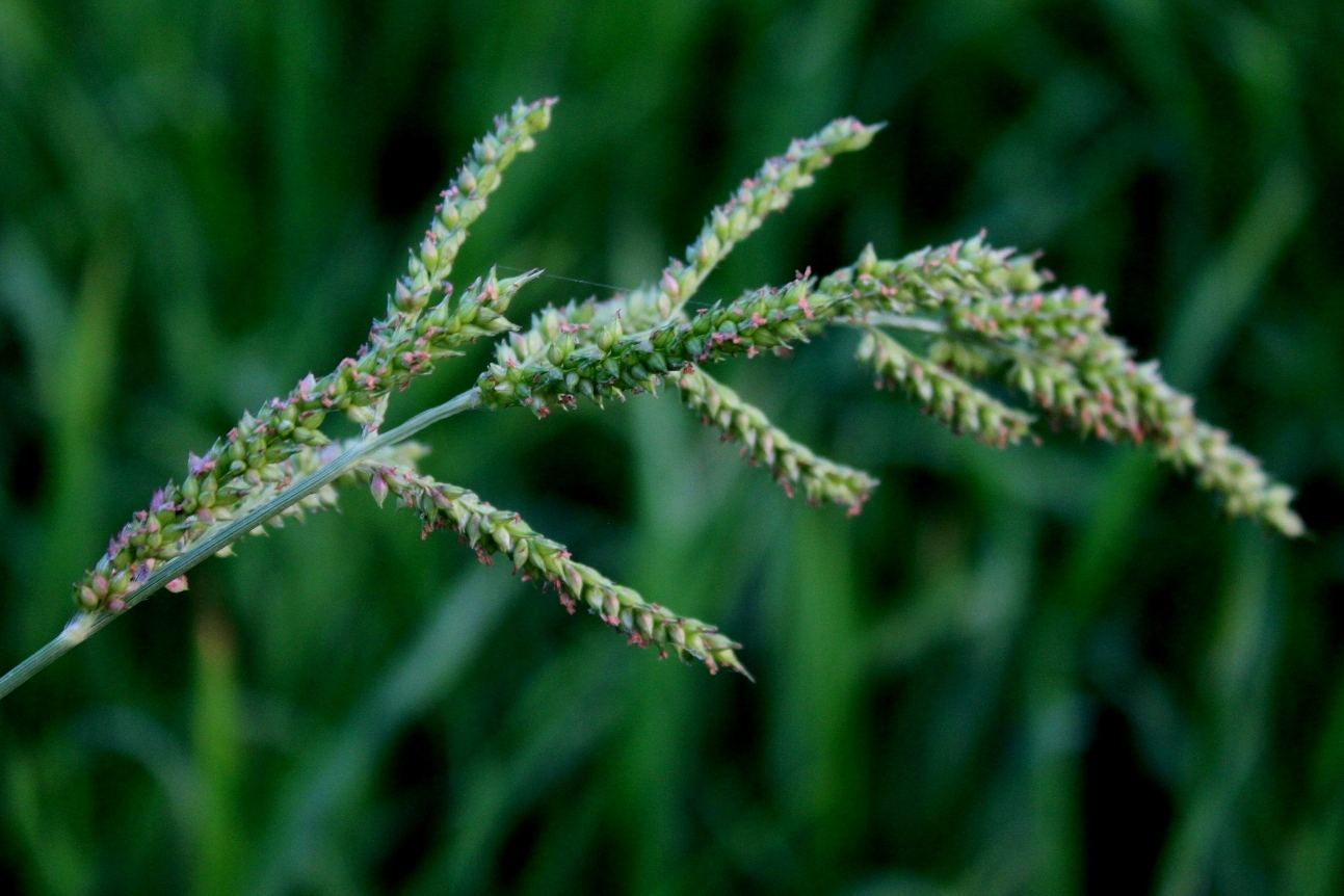 马蔺花花开(组诗) - 《宁远文学》的作品集 - 中国作家网